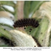 melitaea arduinna3 larva4d